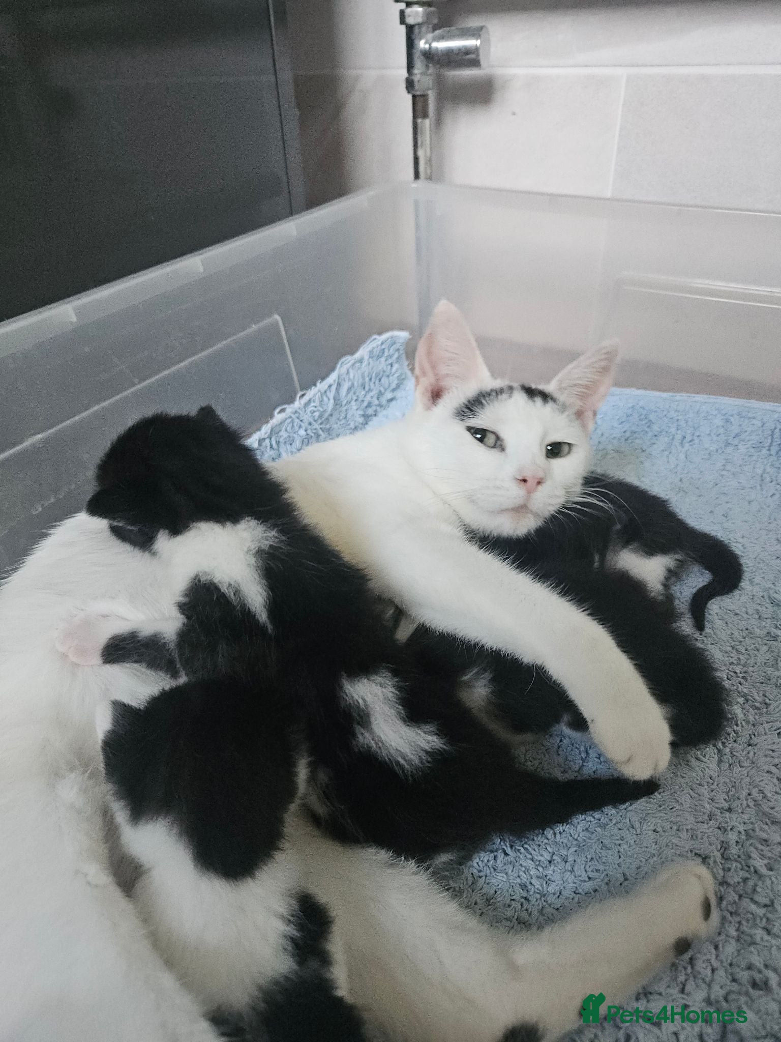 Mixed Breed cats 4 Black and White Kittens Loving & Friendly - Advert 1