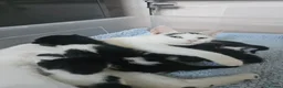 Mixed Breed cats for sale: 4 Black and White Kittens Loving & Friendly - Advert 1