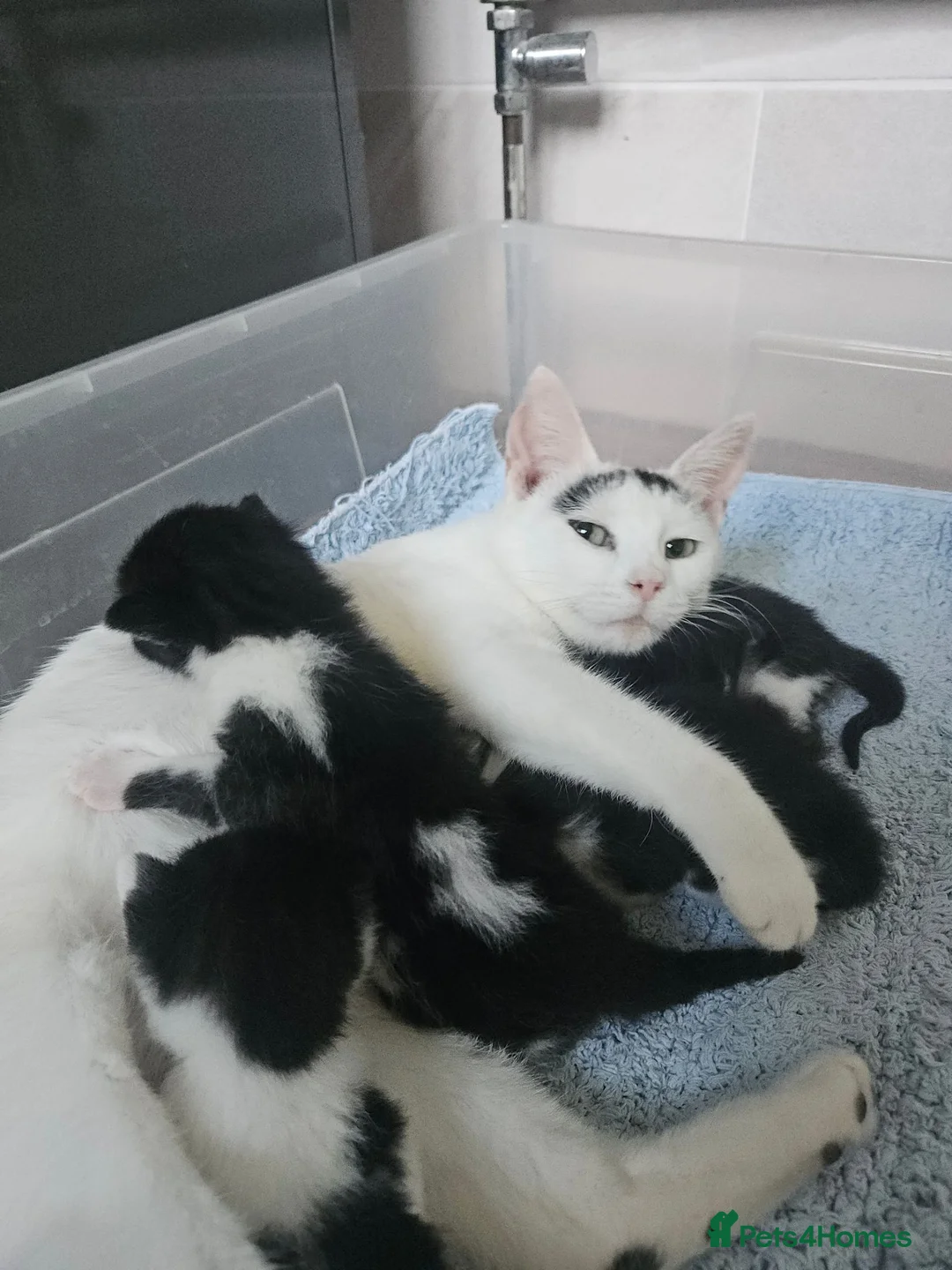 Mixed Breed cats for sale: 4 Black and White Kittens Loving & Friendly - Advert 1