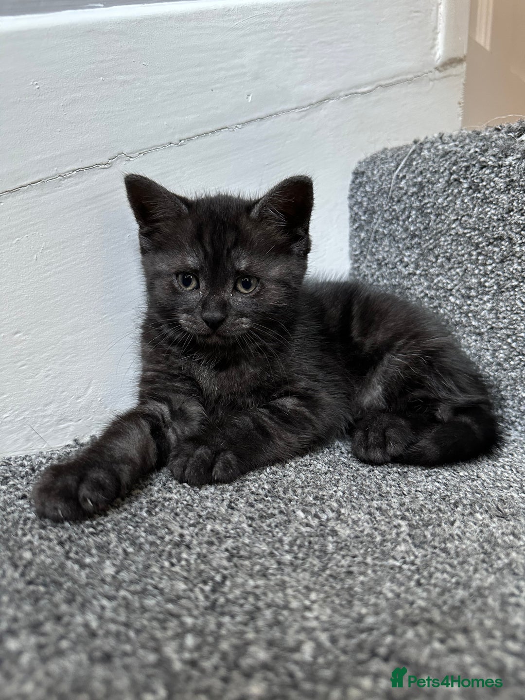 Mixed Breed cats for sale: ✨Meet Our Beautiful Bengal Mix Girls!✨ - Advert 9