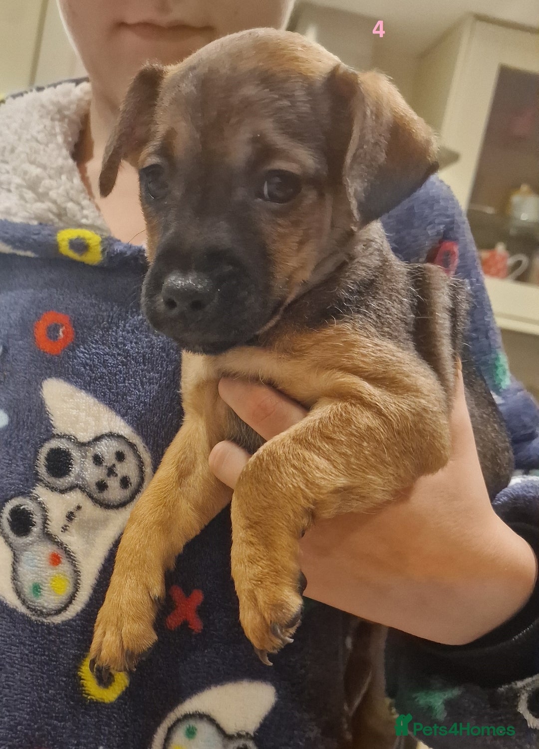 Mixed Breed dogs for sale: Beautiful Patterdale × Jack Chi Puppies - Image 6
