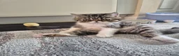 Exotic cats for sale: Exotic short hair  - Advert 5