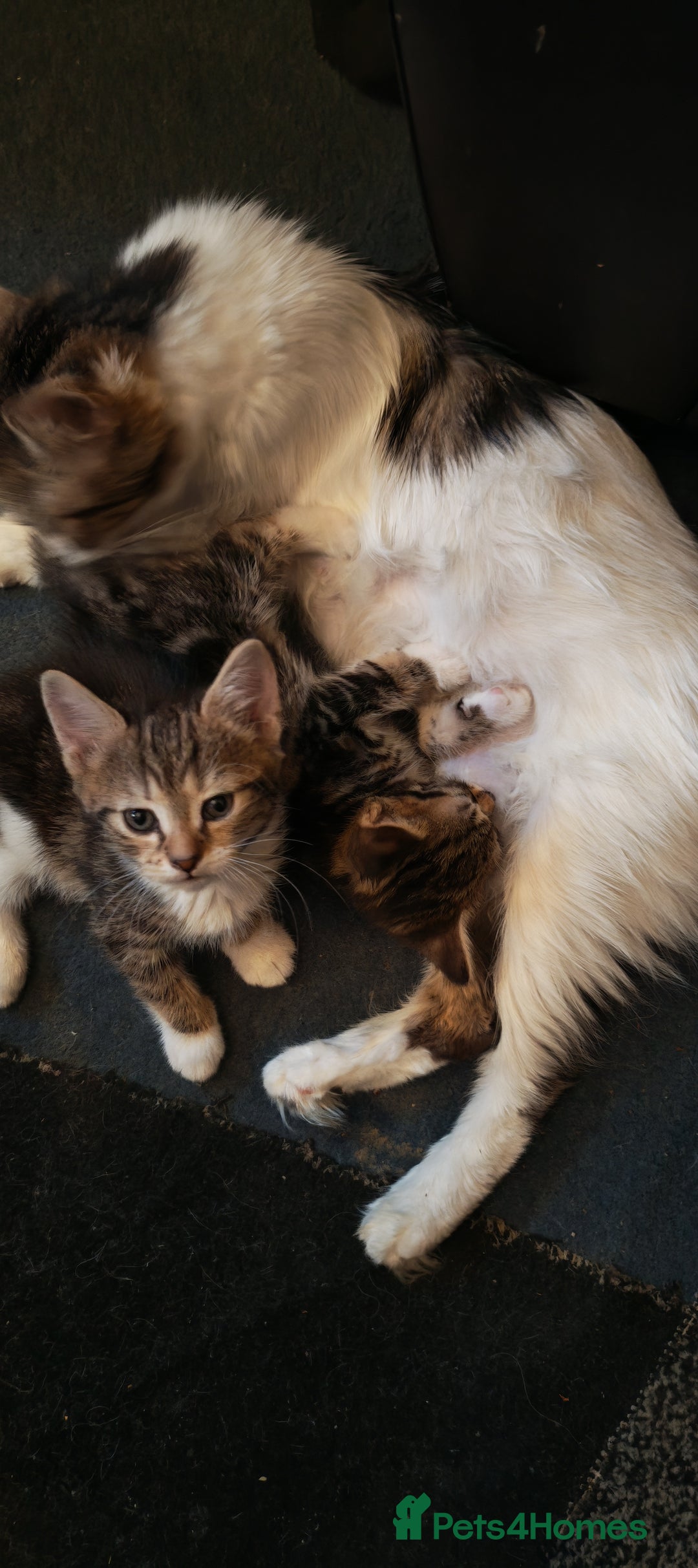 Mixed Breed cats for sale: 8 week old kittens  - Advert 8