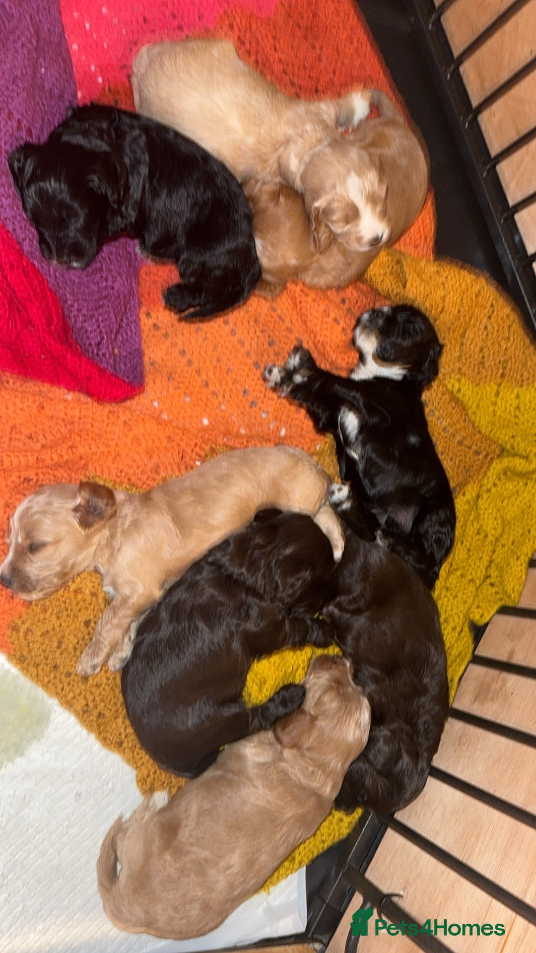 Cockapoo dogs for sale: 3 boy cockerpoos for sale  - Image 10