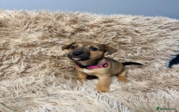Jack Russell dogs for sale: Much Wenlock Mix Miniature Jack Russell Puppies - Image 14