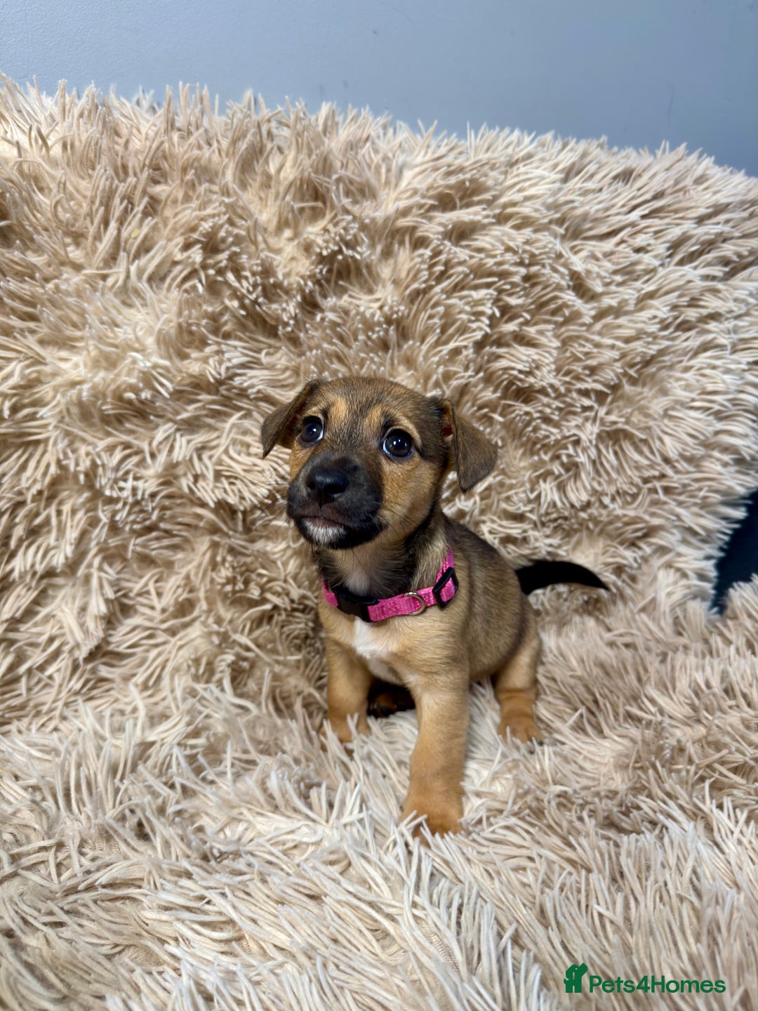 Jack Russell dogs for sale: Much Wenlock Mix Miniature Jack Russell Puppies - Image 14