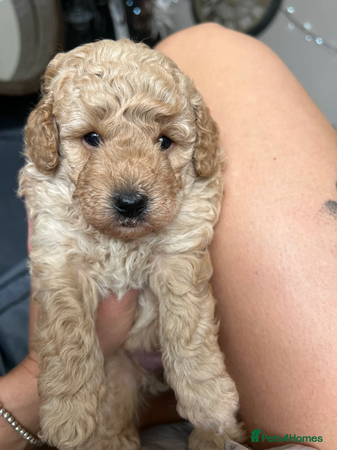 Toy Poodle dogs for sale: 3 Toy poodle pups  - Advert 2