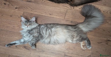 Maine Coon cats Tica registered Maine coon kittens - Advert 5