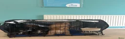 Mixed Breed dogs for sale: REDUCED LAST MALE FLUFFY FRENCHIE CROSS - Advert 8