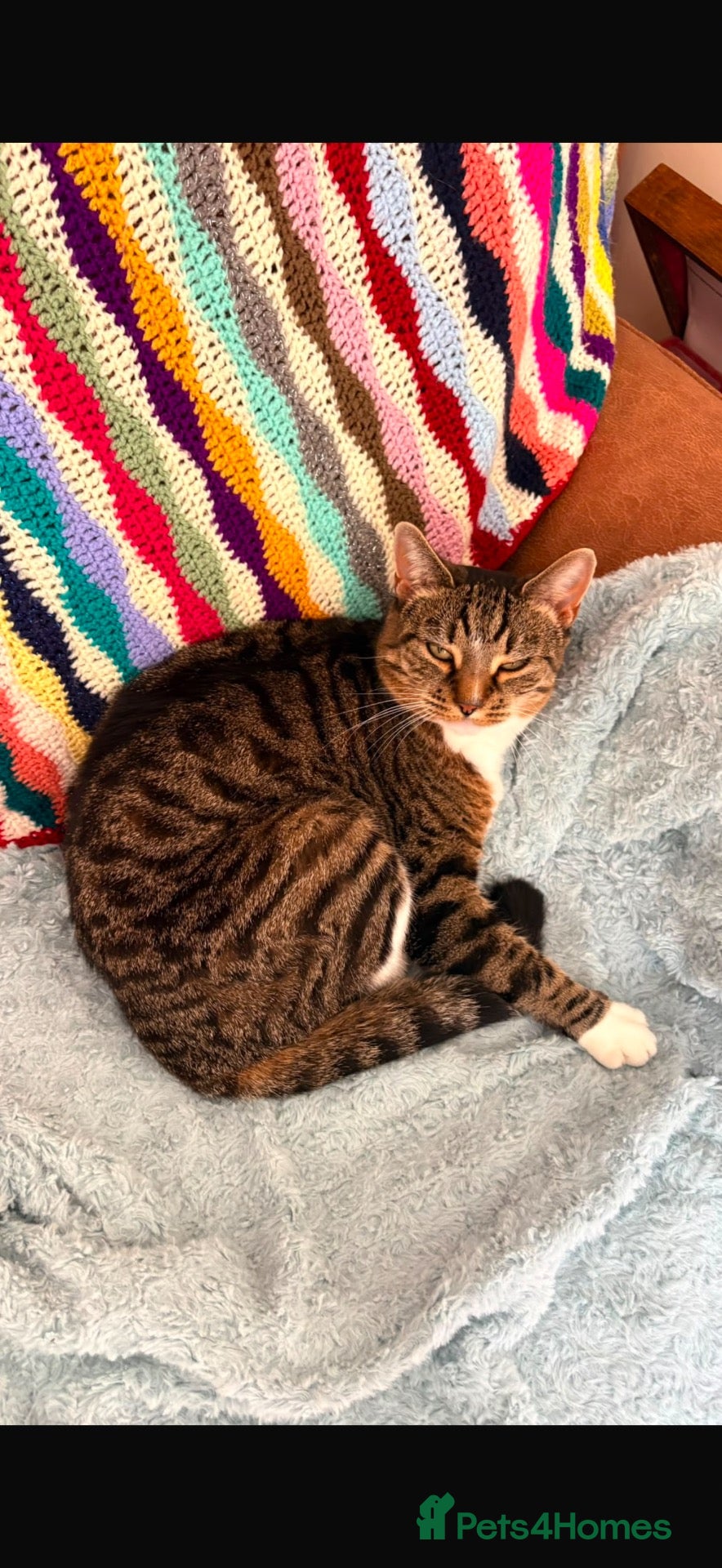Mixed Breed cats 4 year old female cat-Daisy  - Advert 2