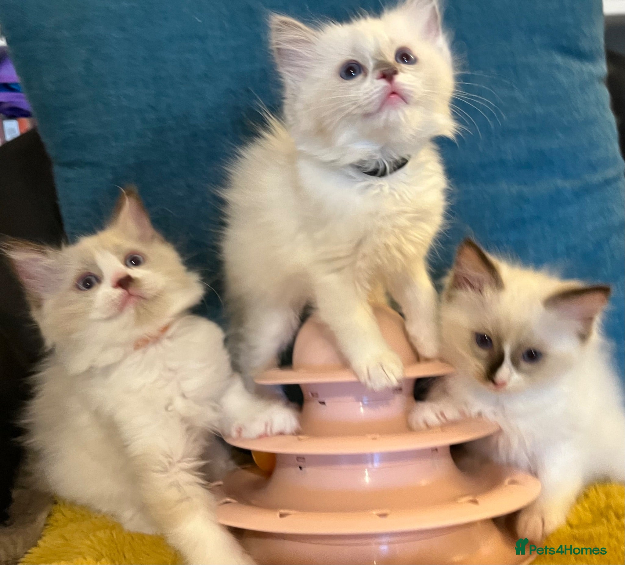 Ragdoll cats Pure ragdoll 7 weeks old clearance sale London  - Advert 2