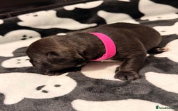 Mixed Breed dogs for sale: 6 beautiful French bulldog x Patterdale pups - Image 11
