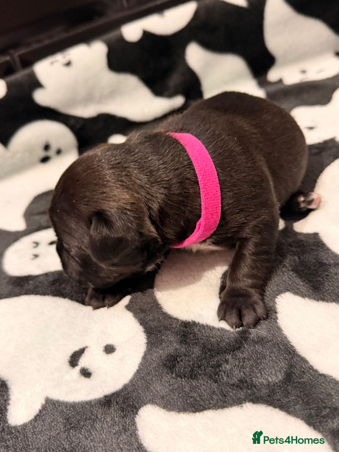 Mixed Breed dogs for sale: 6 beautiful French bulldog x Patterdale pups - Image 11