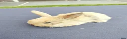 Mini Lop rabbits for sale: Mini Lop Bunnies - Advert 8