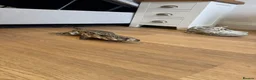 Lizard reptiles for sale: Female tegu  - Advert 2