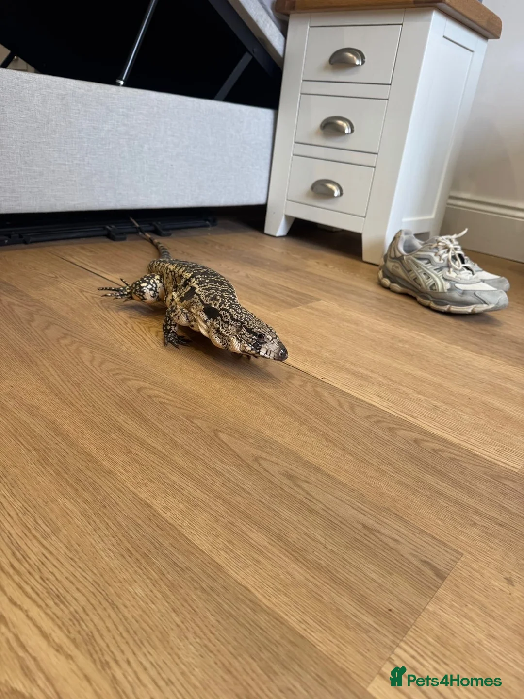 Lizard reptiles for sale: Female tegu  - Advert 2