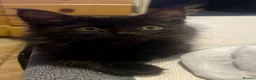 Mixed Breed cats for sale: Norwegian first cat X Russian Blue £200!! - Advert 5