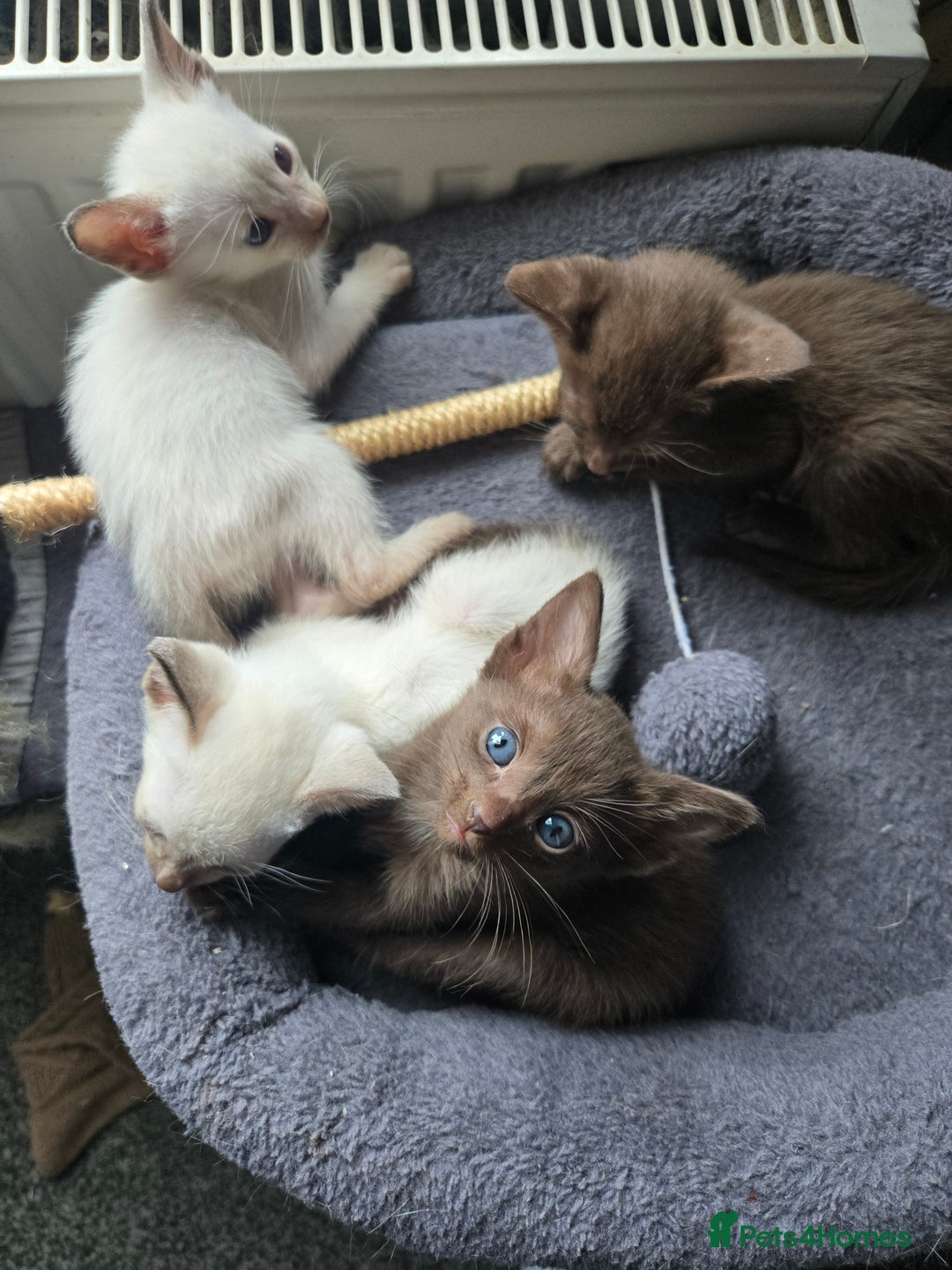 Siamese cats for sale: Only one c/point siamese little girl avaliable  - Advert 18