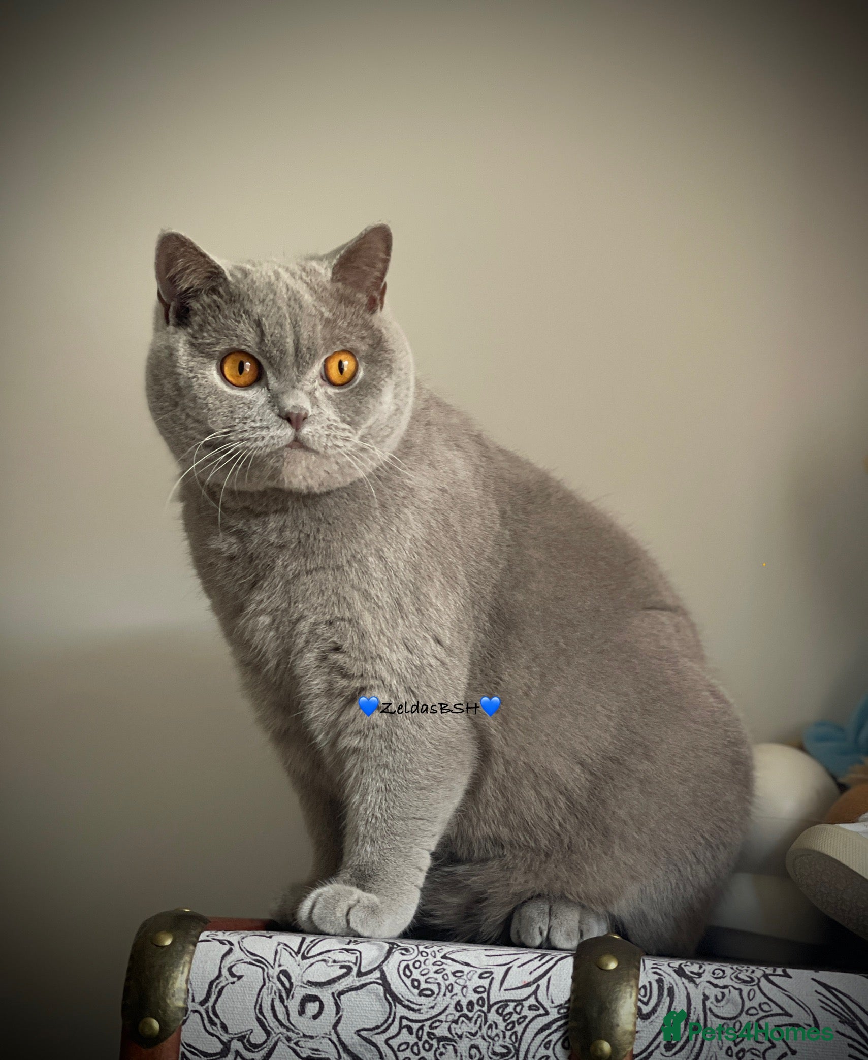 British Shorthair cats 🩵Precious BSH lilac boys💙 - Advert 13