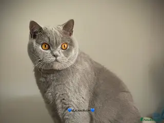 British Shorthair cats 🩵Precious BSH lilac boys💙 - Advert 13