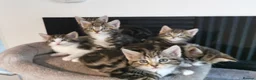 Mixed Breed cats for sale: Extra-cuddly, hand-reared, vet checked kittens  - Advert 18