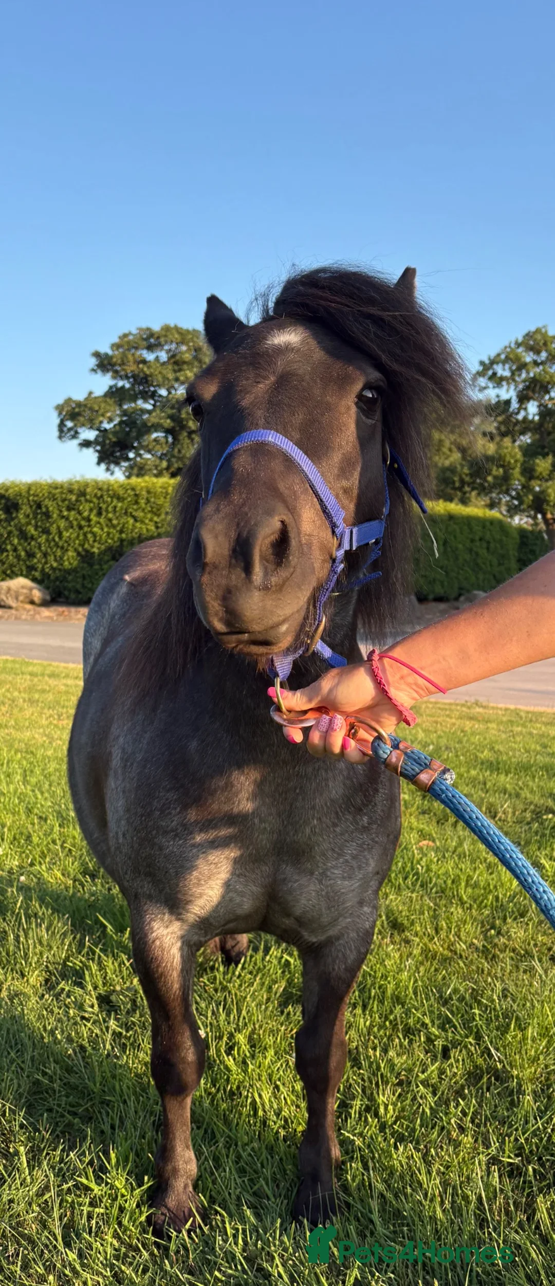 Shetland pony horses for sale: Black Roan Standard Mare  in Stoke-on-Trent - Advert 4
