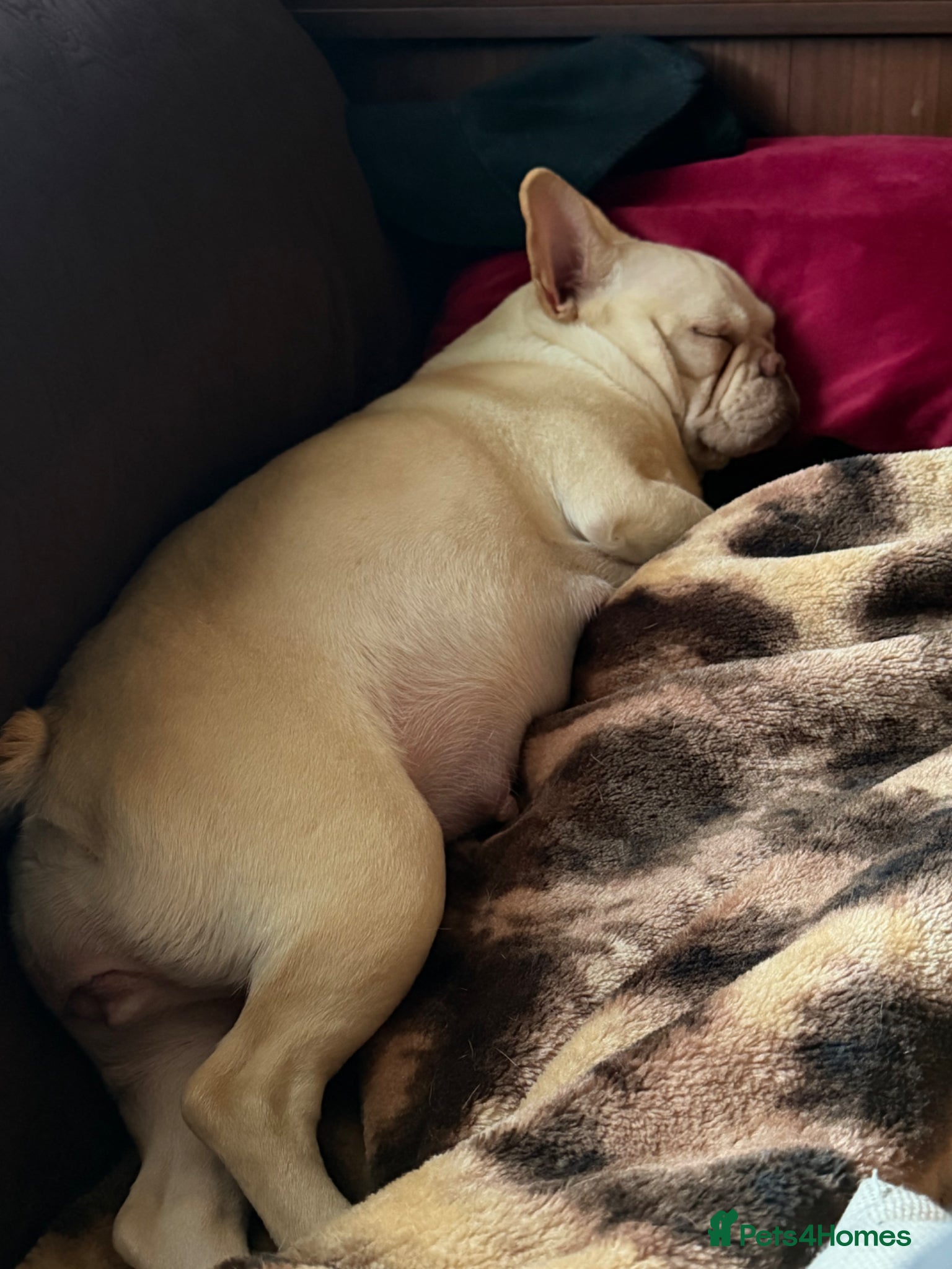 French Bulldog dogs French bulldog puppies - Advert 1