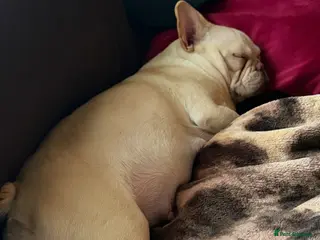 French Bulldog dogs French bulldog puppies - Advert 13