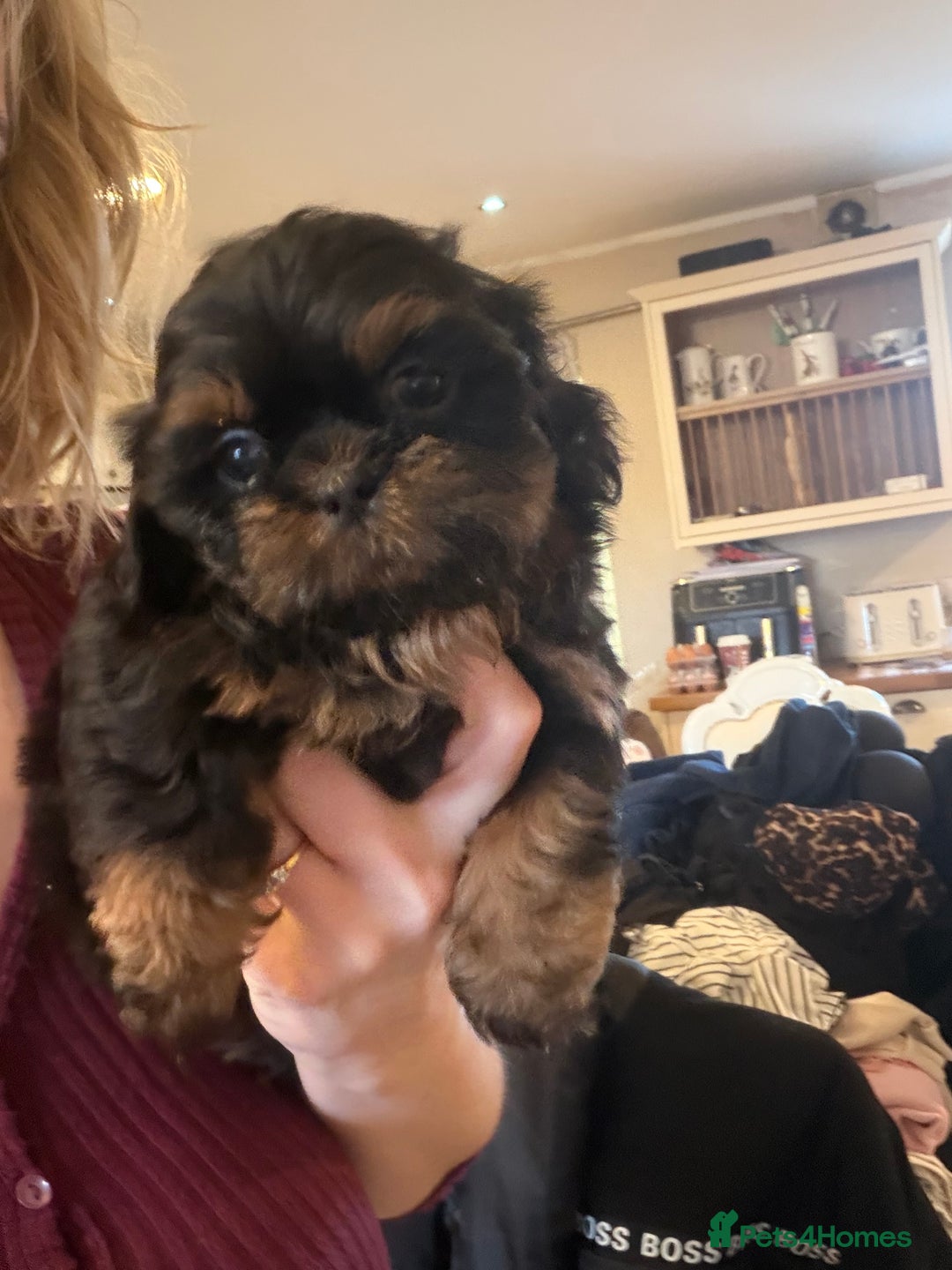 Shih Tzu dogs for sale: Incredible imperial shih tzu puppies - Advert 4