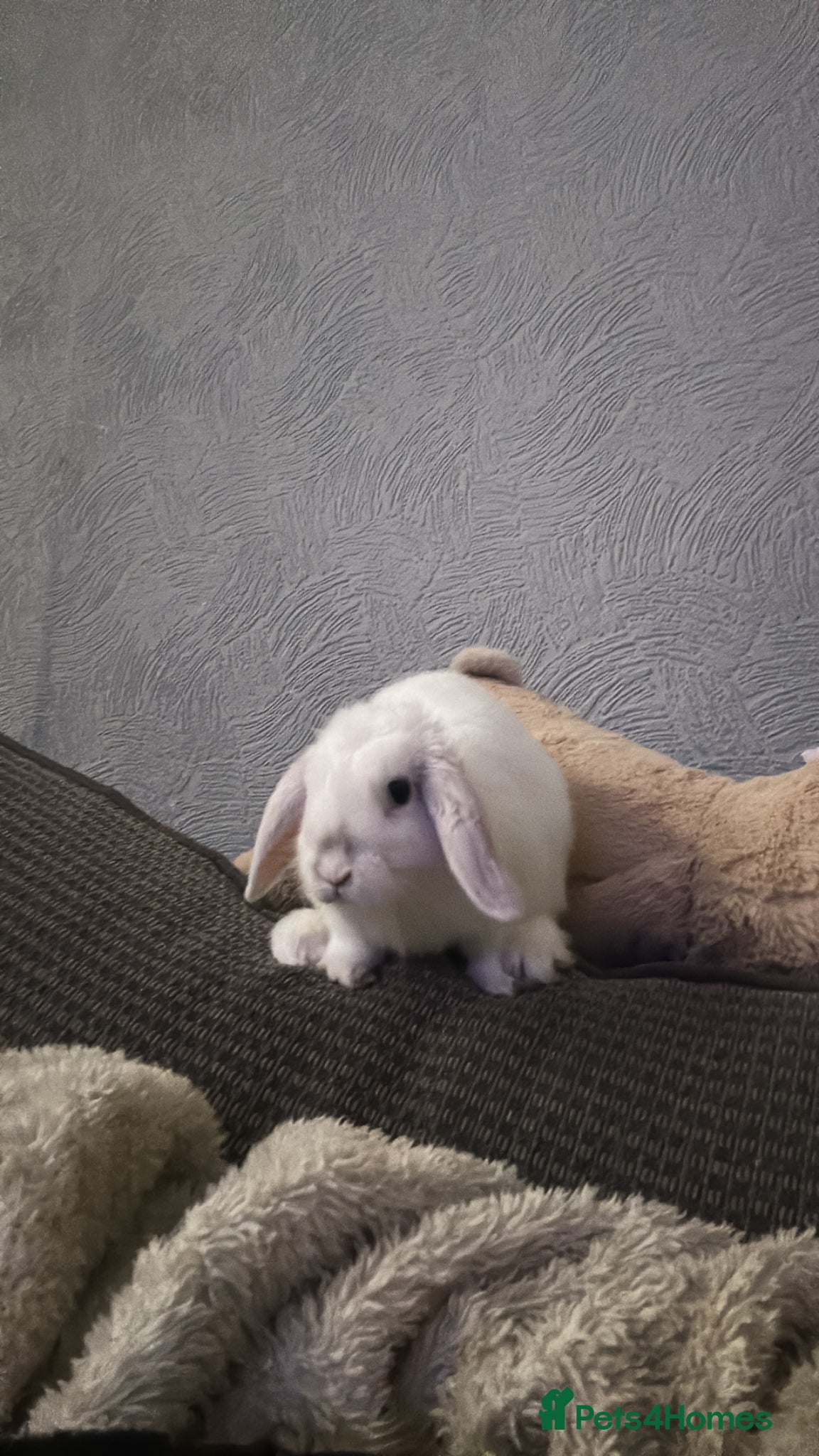 Mini Lop rabbits Alfie the Mini loop rabbits - Advert 1