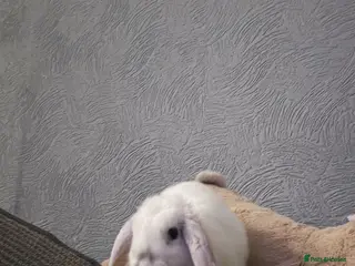 Mini Lop rabbits Alfie the Mini loop rabbits - Advert 1
