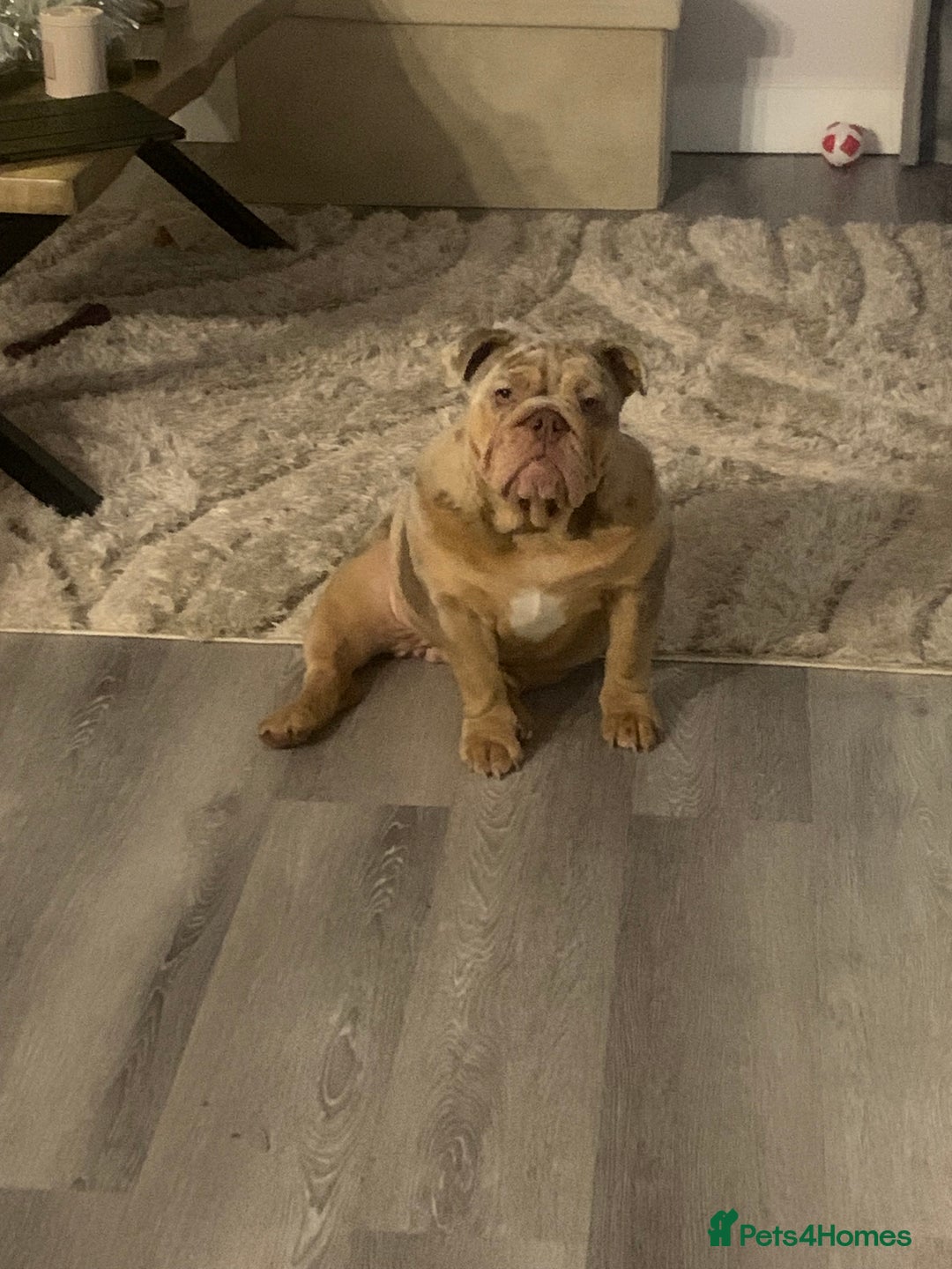 English Bulldog dogs for sale: Outstanding English bulldog  - Advert 7