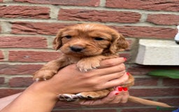 Cocker Spaniel dogs for sale: Health Tested Clear Cocker Spaniel Puppies  - Image 6