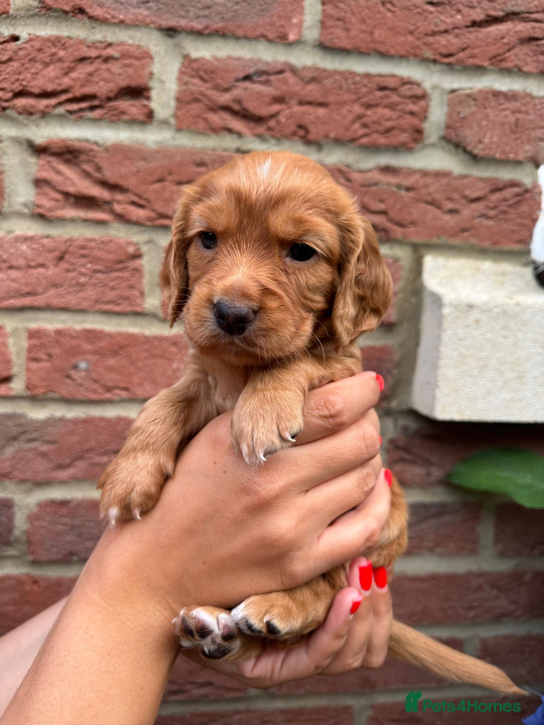 Cocker Spaniel dogs for sale: Health Tested Clear Cocker Spaniel Puppies  - Image 6