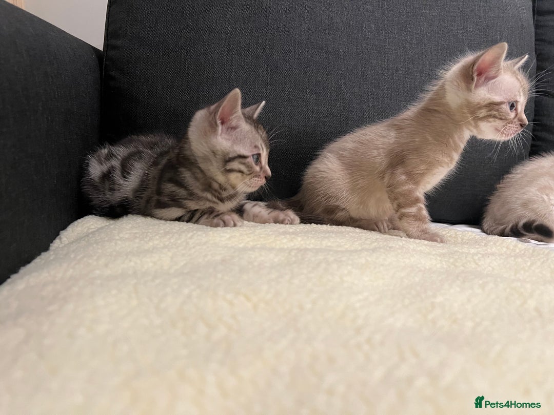 Bengal cats for sale: 🐾 TICA Registered Bengal Kittens  - Advert 9