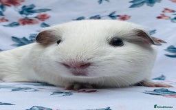 Guinea Pig rodents for sale: Female Guineapigs pair - Image 7