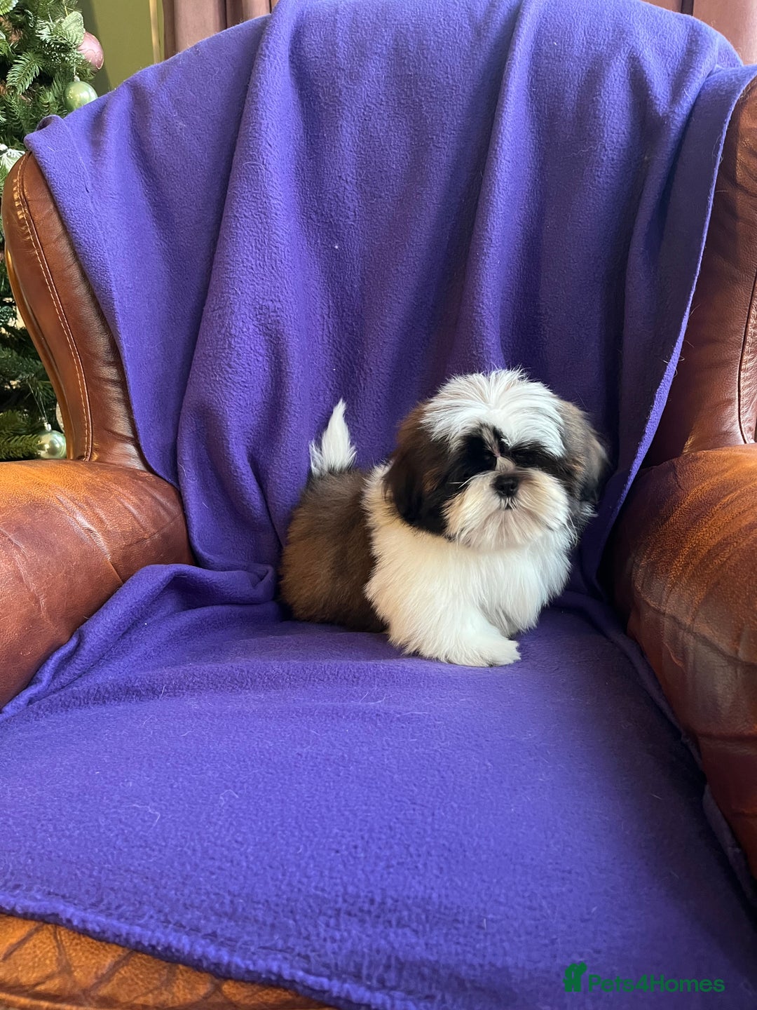 Shih Tzu dogs for sale: Lovely ShihTzu puppies - Advert 3