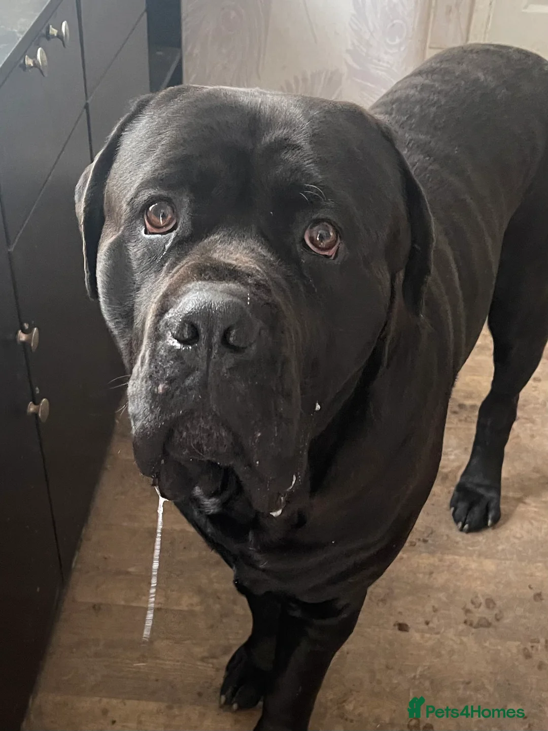 Cane Corso dogs for sale: Bear cane corso - Advert 2