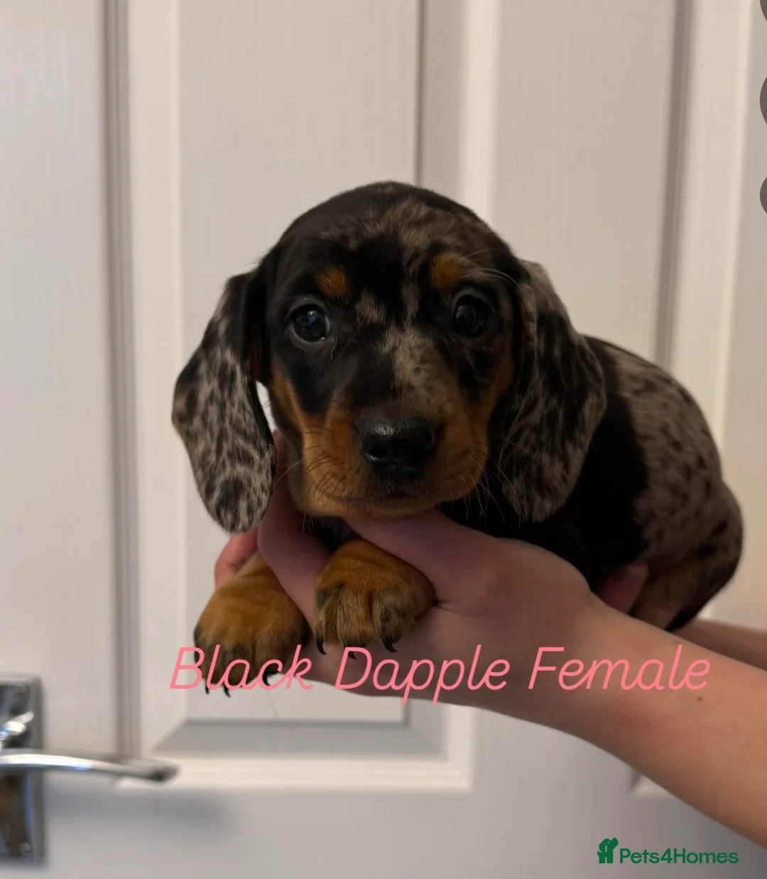 Miniature Dachshund dogs for sale: Ministure dachshund  - Advert 2