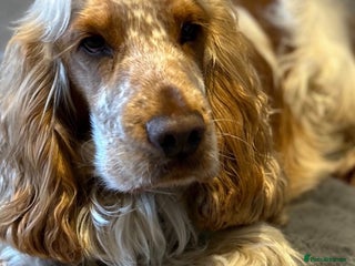 Cocker Spaniel dogs in Cardiff - Advert 28