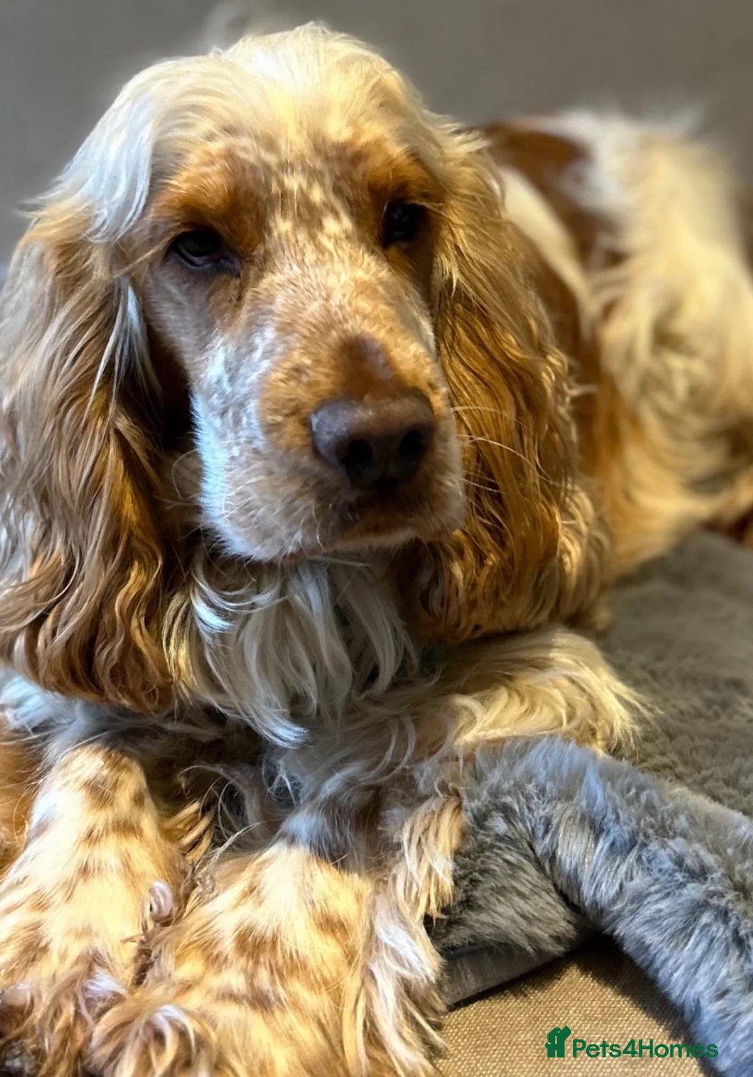 Cocker Spaniel dogs for stud: Gorgeous Orange Roan Show Cocker Spaniel for stud in Cardiff - Advert 2