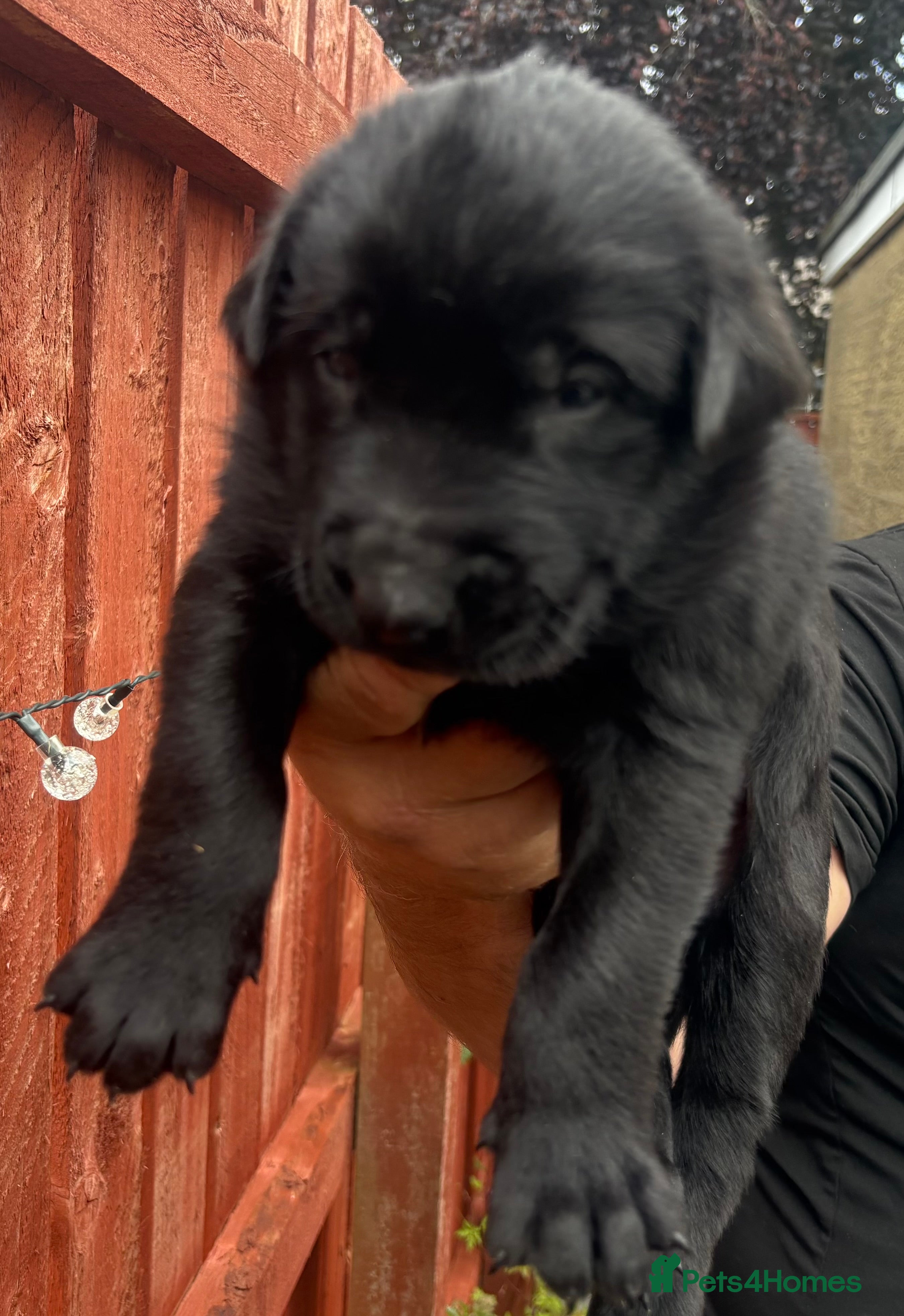 Belgian Shepherd Dog dogs Belgian Malinois puppies - Advert 2