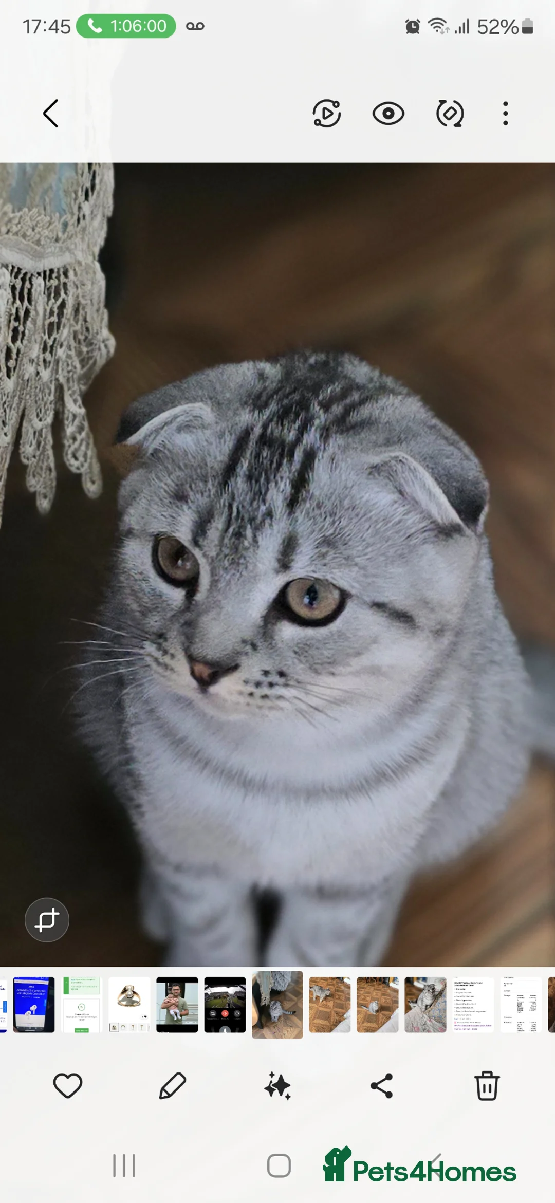 Scottish Fold cats for sale: 💞💕The Last Boy💙💙 - Advert 16