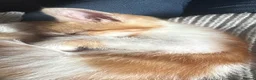 Mixed Breed cats for sale: 1 male kitten - Advert 2
