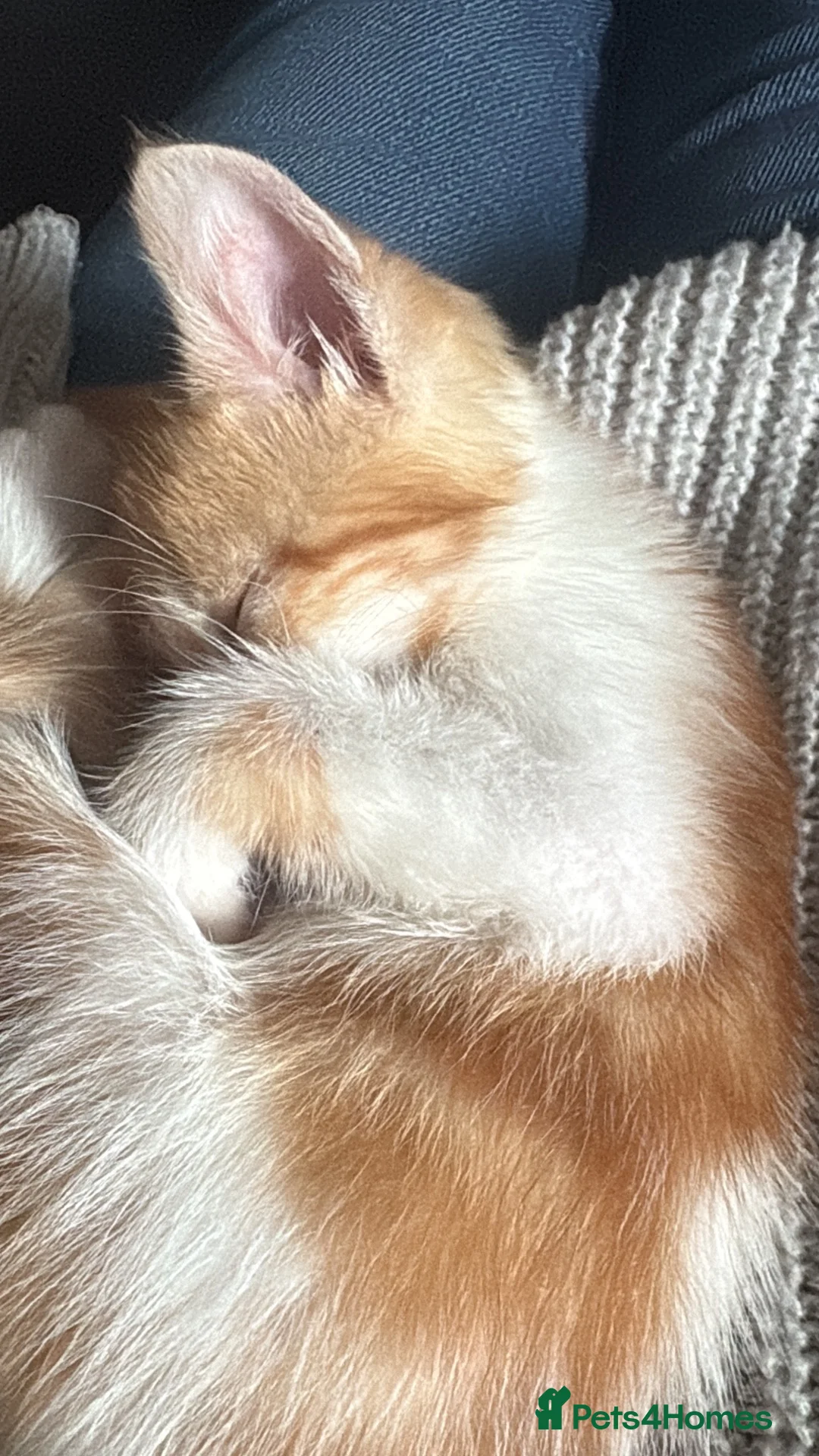 Mixed Breed cats for sale: 1 male kitten - Advert 2
