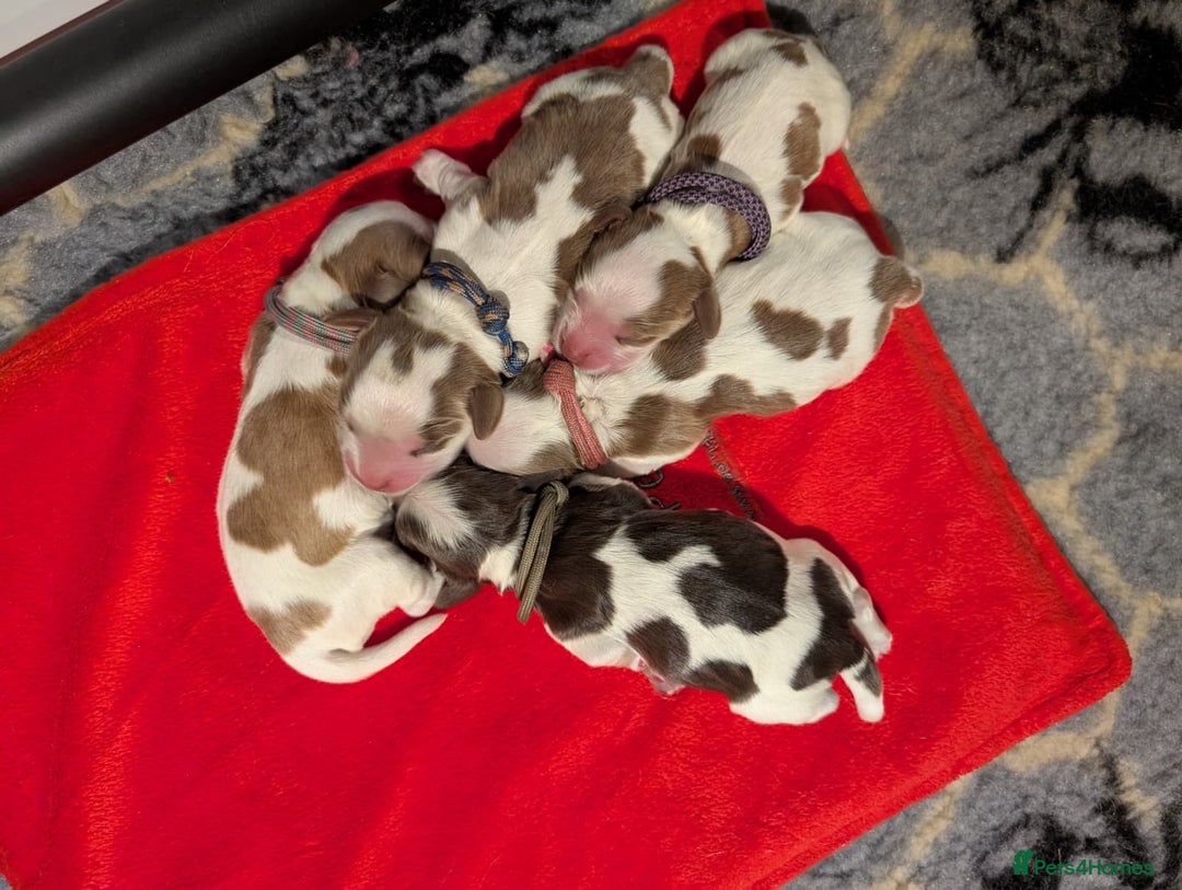 Cocker Spaniel dogs for sale: KC Chocolate & Tan Show Cocker Spaniel  - Image 1