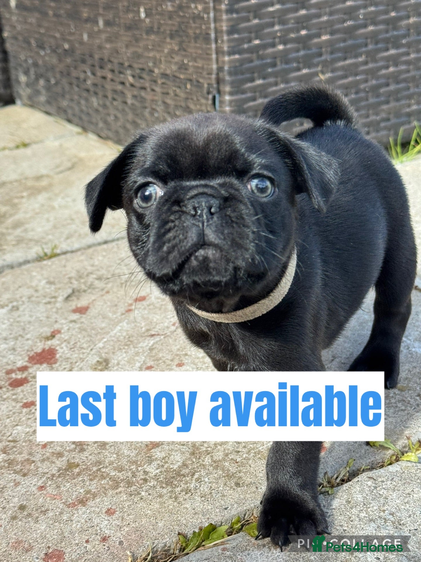 Frug dogs Frug puppies(French bulldog x pug)1 black boy left - Advert 7