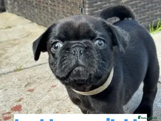 Frug dogs Frug puppies(French bulldog x pug)1 black boy left - Advert 7