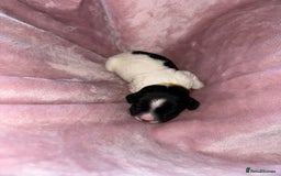 English Springer Spaniel dogs for sale: English springer spaniel.Ready to leave 21/11/25 - Image 25
