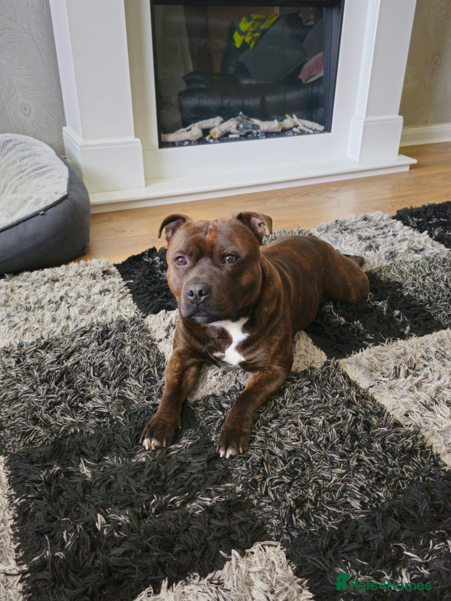Staffordshire Bull Terrier dogs Staffordshire bull terrier - KC registered - Advert 1